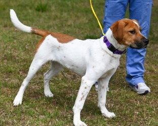 PR 58 Hooch HHS RRP, Adoptable, Puppy Male Hound.