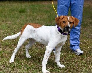 Enlarge PR 58 Hooch HHS RRP, a Adoptable Hound in Glen Allen, VA image 2/3