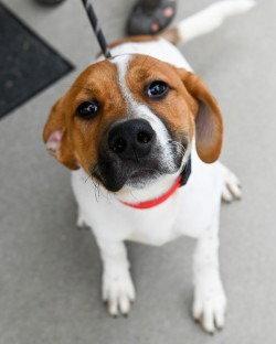 Enlarge PR 58 Hooch HHS RRP, a Adoptable Hound in Glen Allen, VA image 3/3