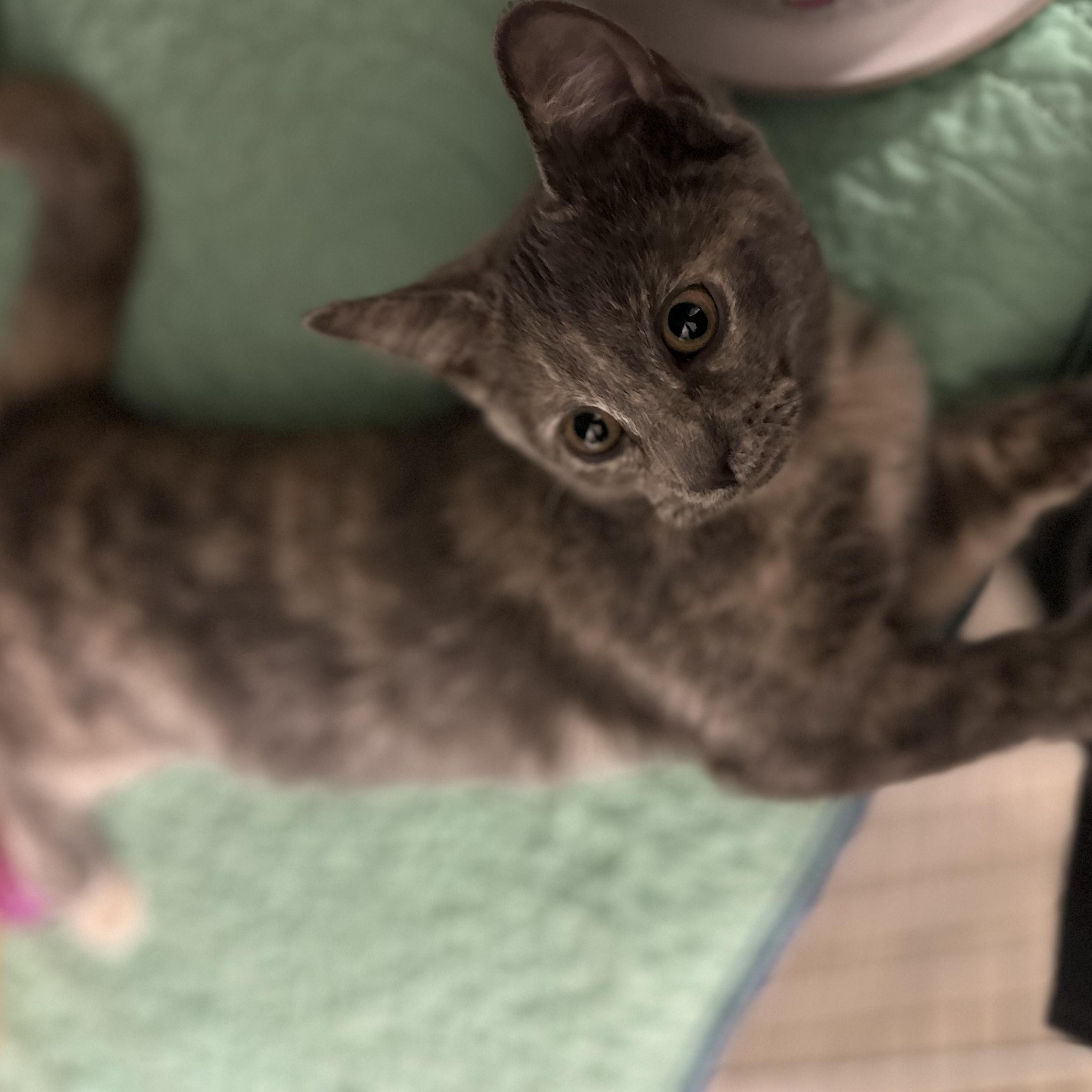 Enlarge Comet, a ADOPTABLE Domestic Short Hair in West Haven, CT image 1/1