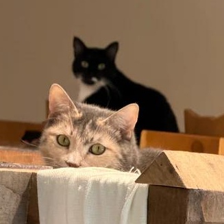 Pudding, an adopted Domestic Short Hair in Athens, GA image 2/5