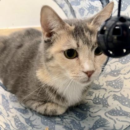 Pudding, adopted, Adult Female Domestic Short Hair.