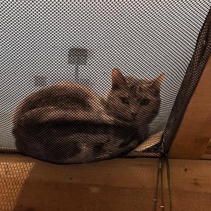 Pudding, an adopted Domestic Short Hair in Athens, GA image 5/5