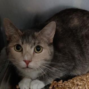 Pudding, an adopted Domestic Short Hair in Athens, GA image 4/5