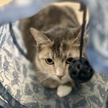 Pudding, an adopted Domestic Short Hair in Athens, GA image 3/5