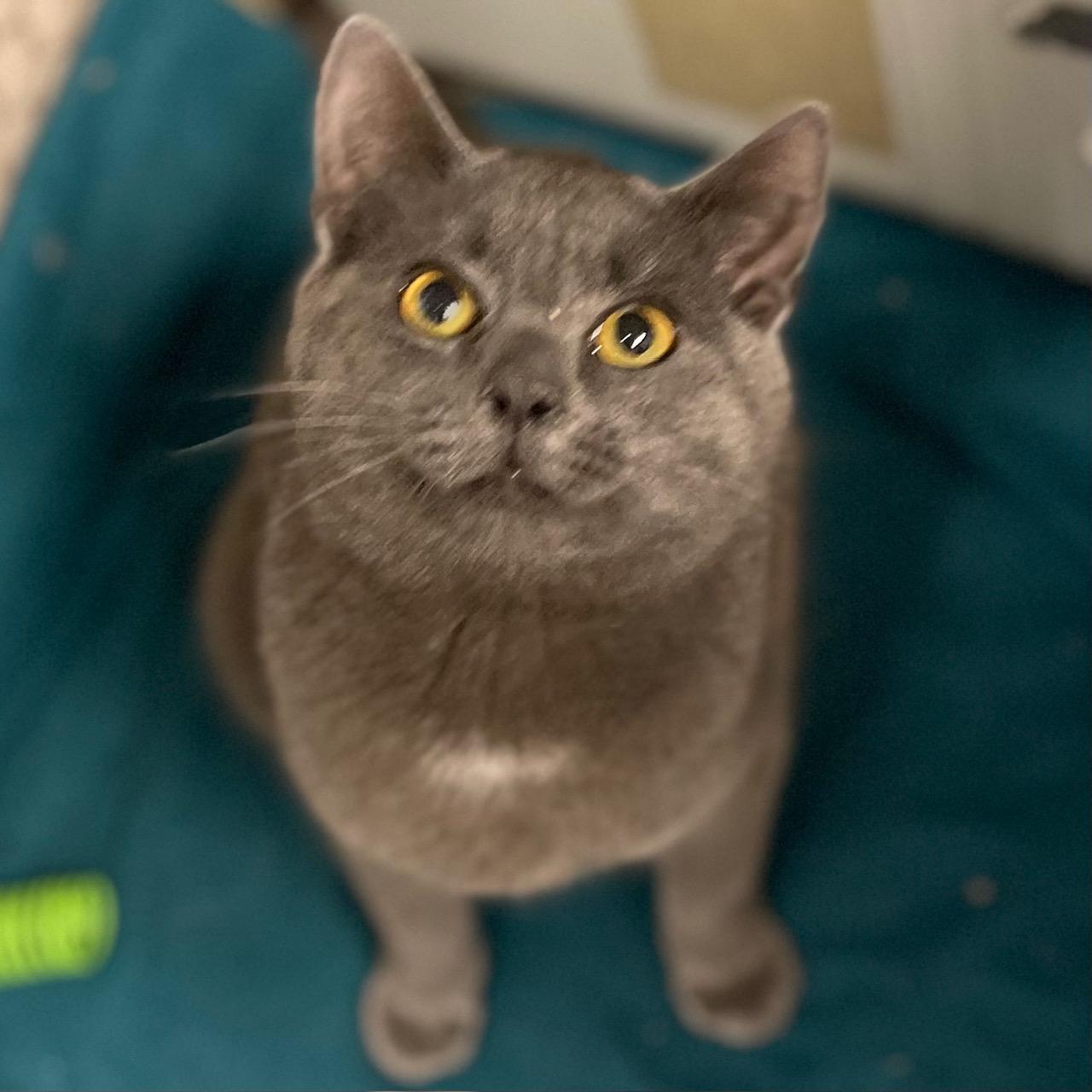 Macho, adopted, Young Male Domestic Short Hair & Russian Blue.