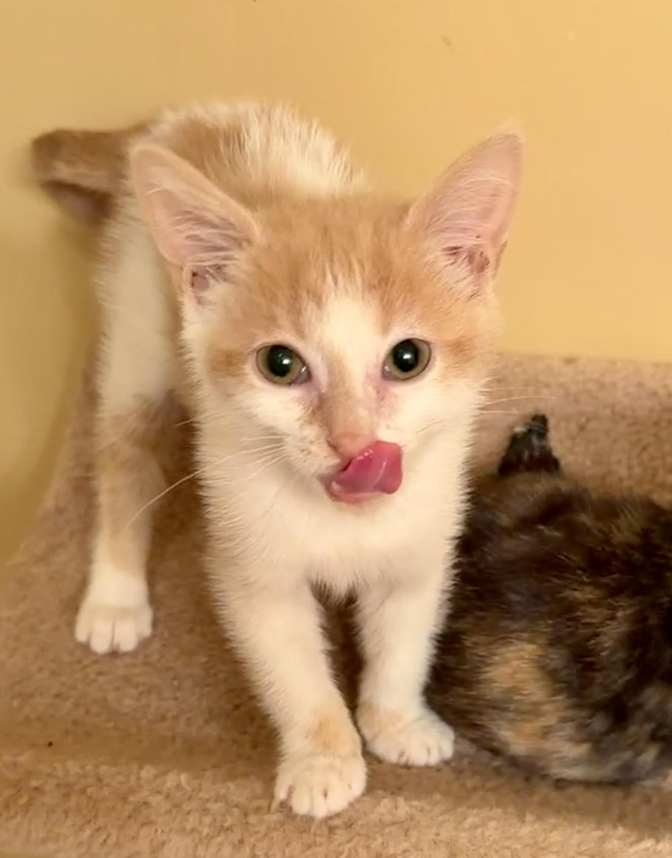 Enlarge Pink, a Adopted Domestic Short Hair in East Hanover, NJ image 2/3