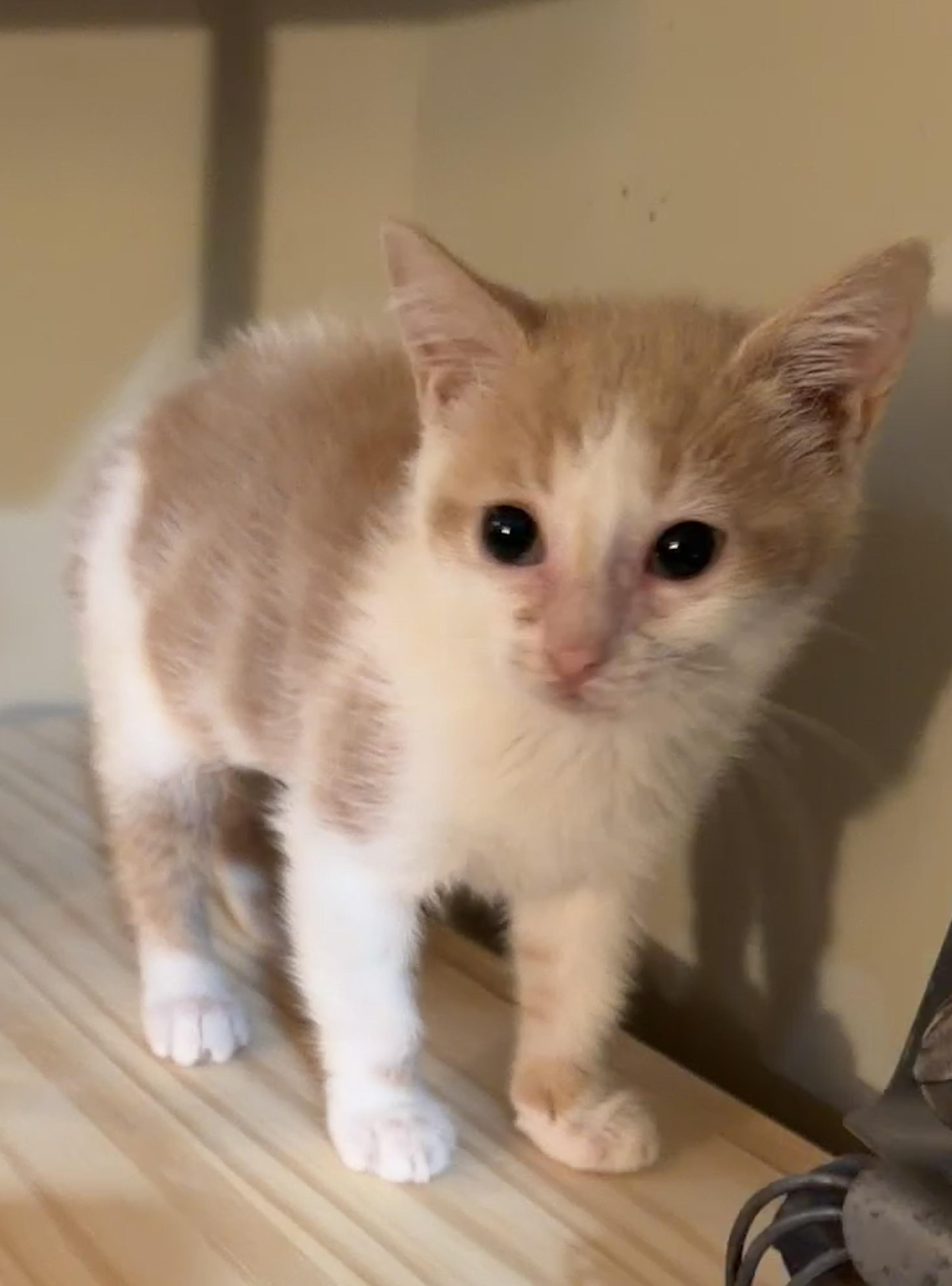 Enlarge Pink, a Adopted Domestic Short Hair in East Hanover, NJ image 3/3