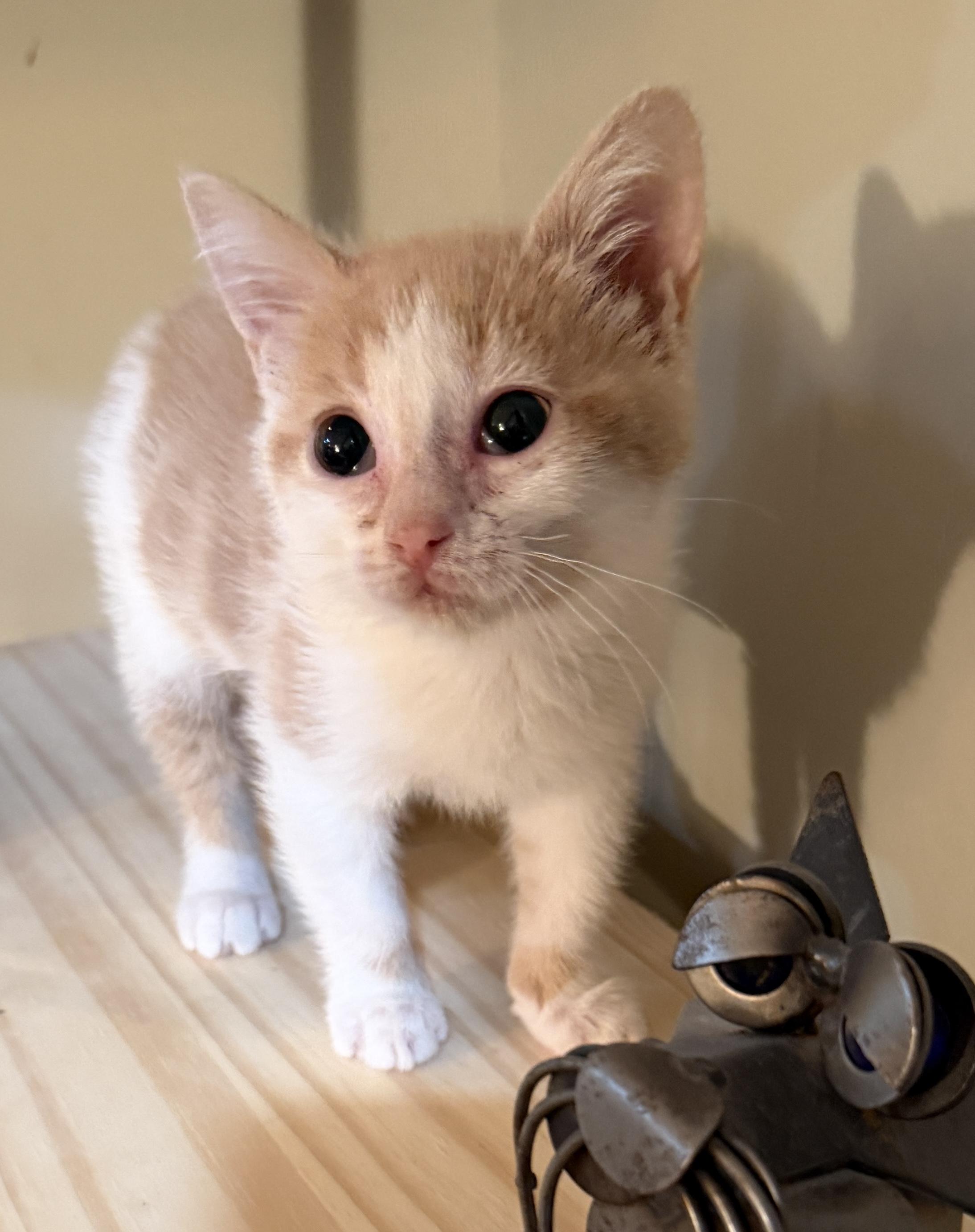 Enlarge Pink, a Adopted Domestic Short Hair in East Hanover, NJ image 1/3