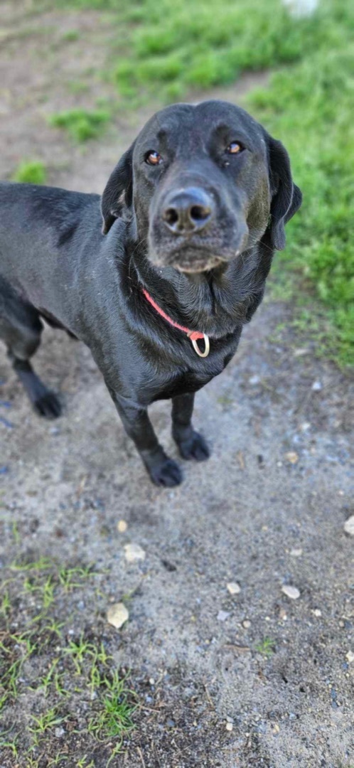 Norm, Adopted, Adult Male Black Labrador Retriever.