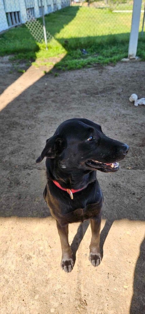 Norm, a Adopted Black Labrador Retriever in Chipley, FL image 2/5