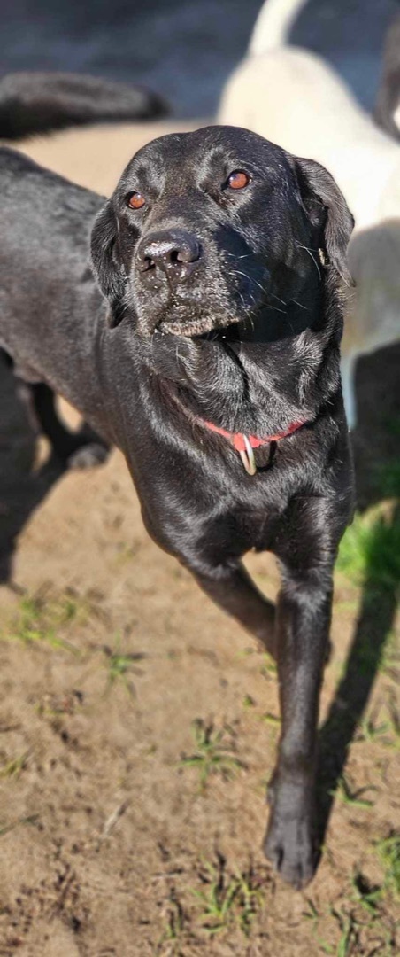 Norm, a Adopted Black Labrador Retriever in Chipley, FL image 3/5