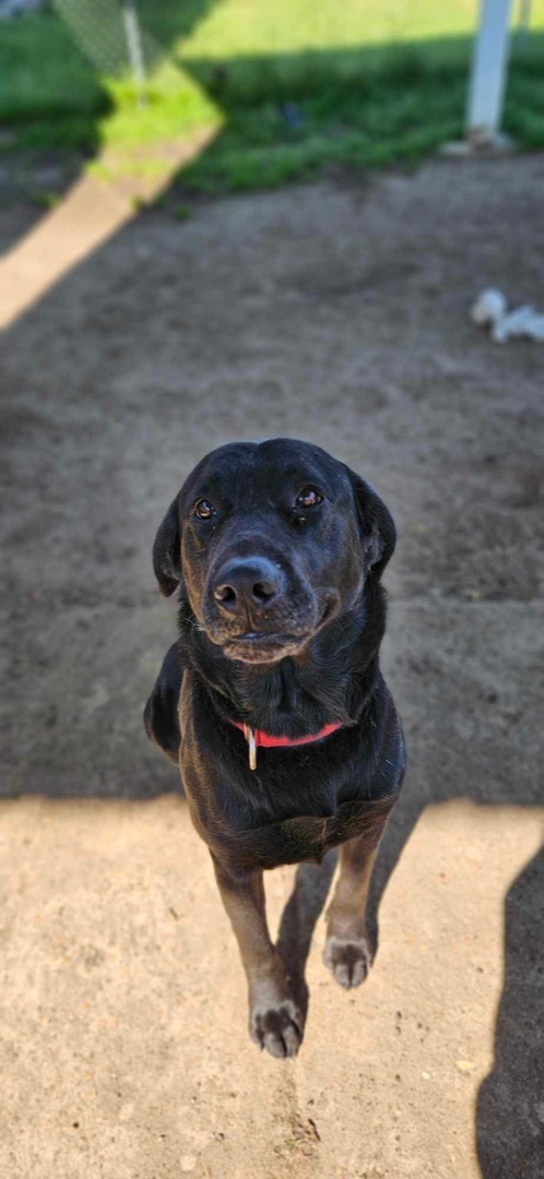 Norm, a Adopted Black Labrador Retriever in Chipley, FL image 4/5