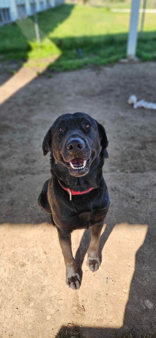 Norm, a Adopted Black Labrador Retriever in Chipley, FL image 5/5