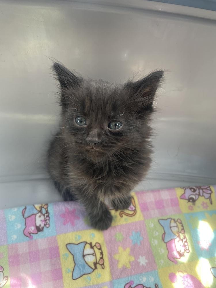Feyre, Adoptable, Kitten Female Domestic Long Hair.