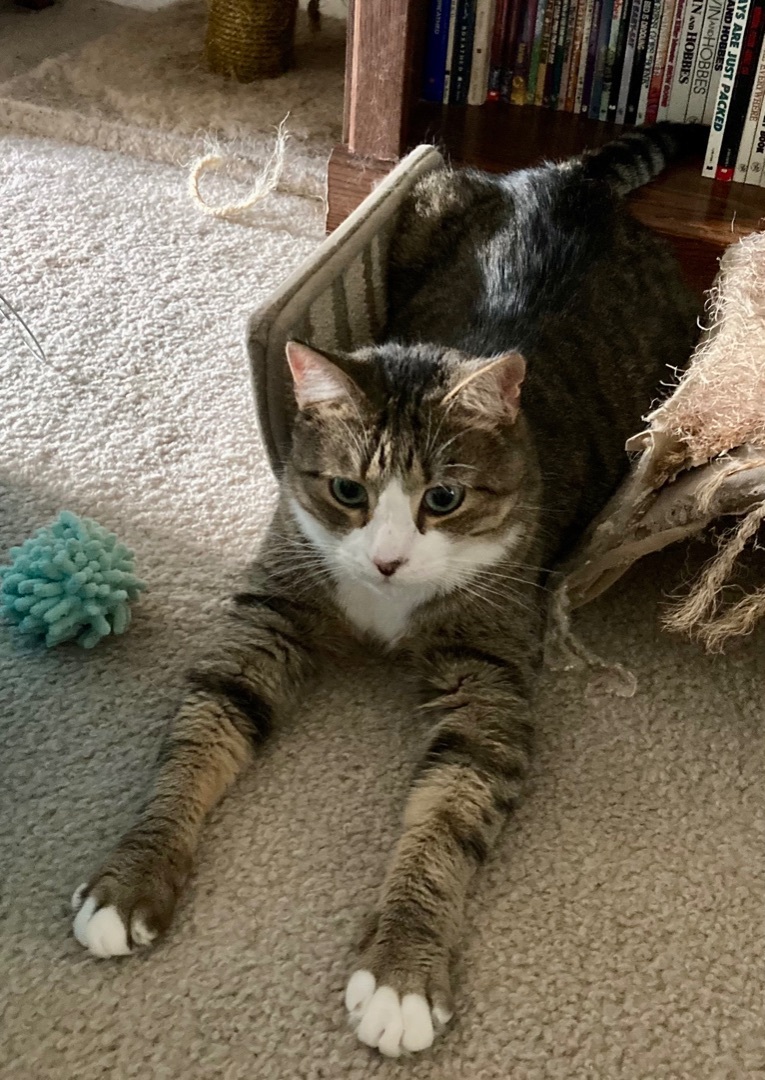 Luckey, a Adoptable Domestic Short Hair in Winston-Salem, NC image 1/12