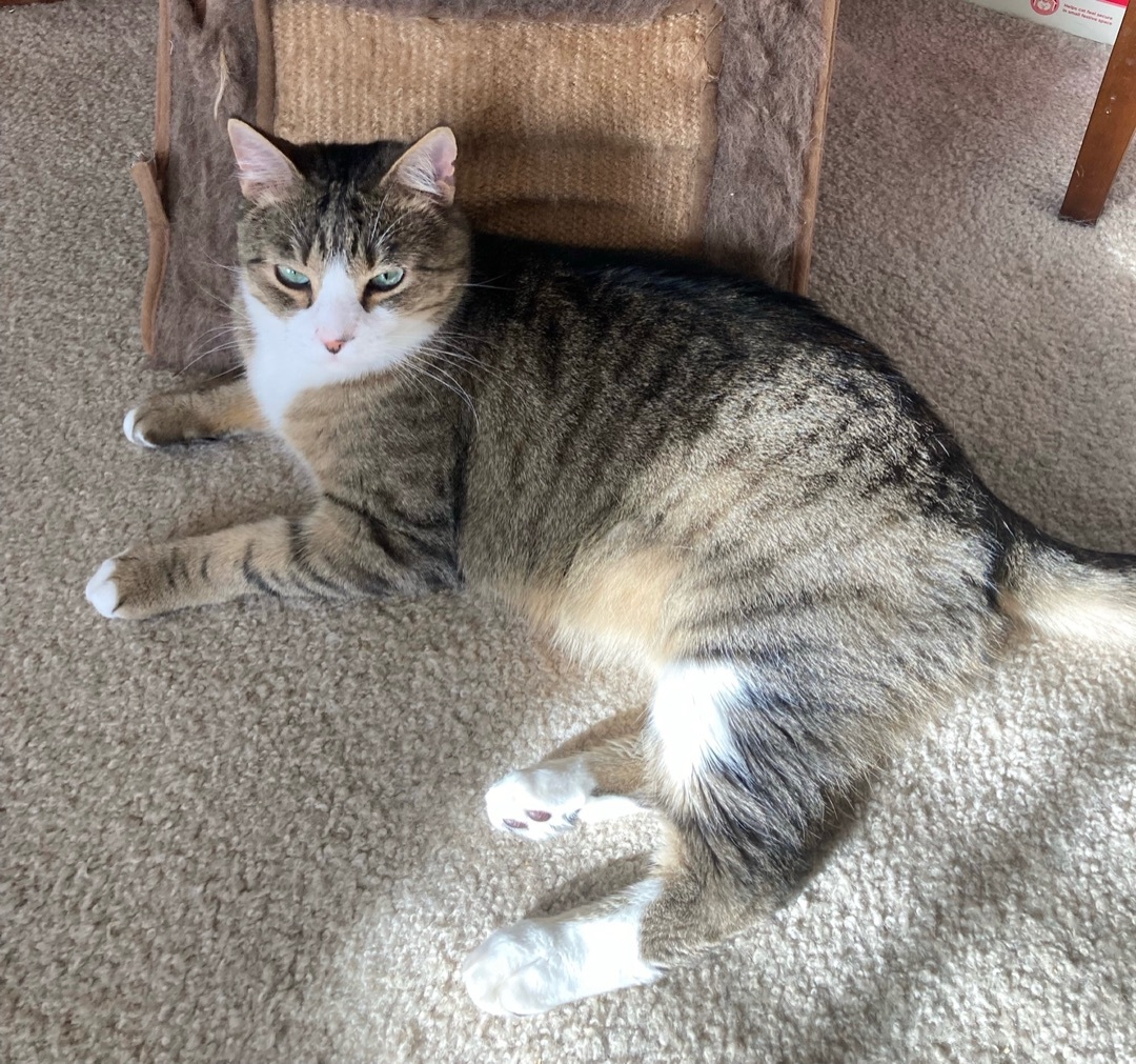 Luckey, a Adoptable Domestic Short Hair in Winston-Salem, NC image 2/12