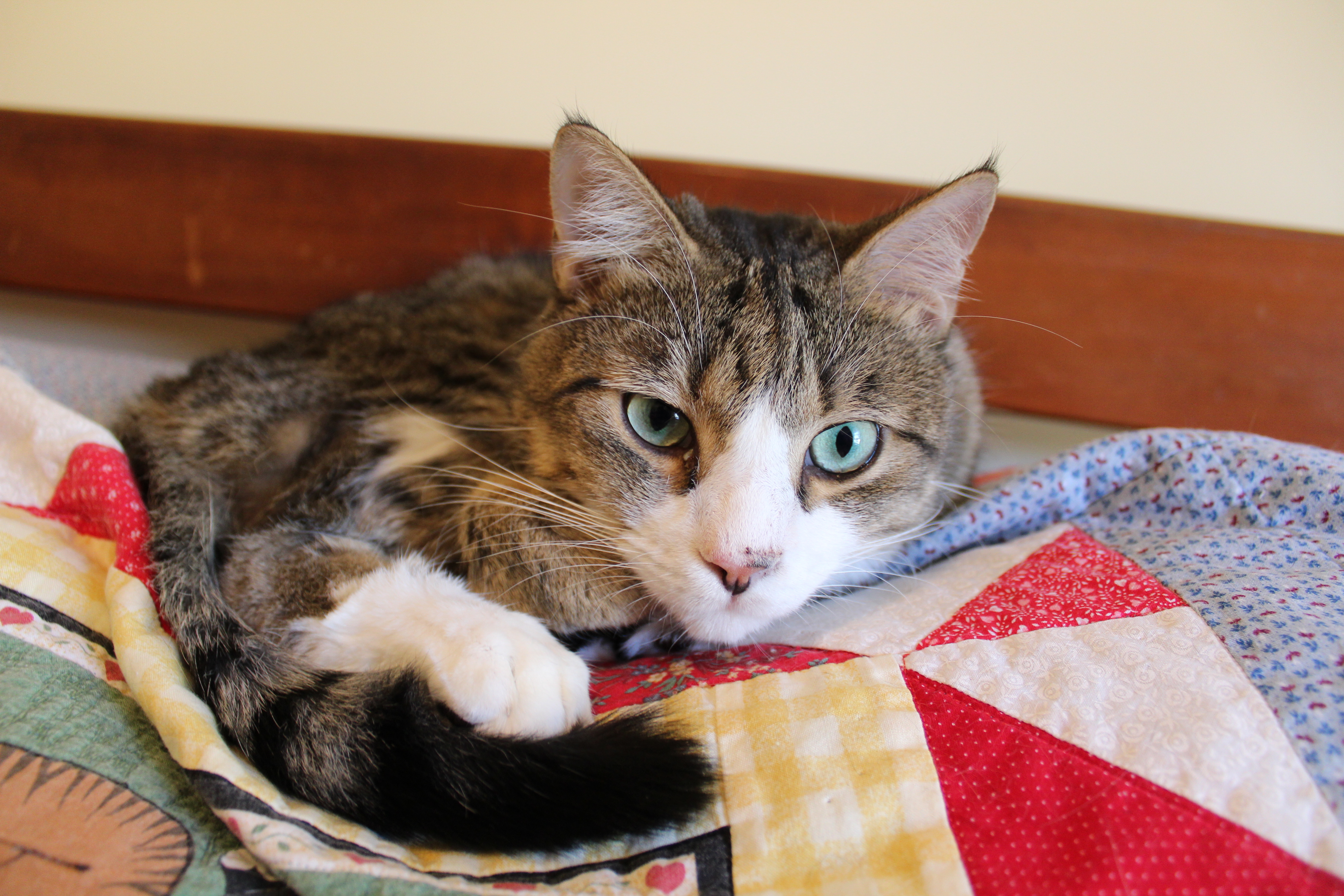Luckey, a Adoptable Domestic Short Hair in Winston-Salem, NC image 3/12