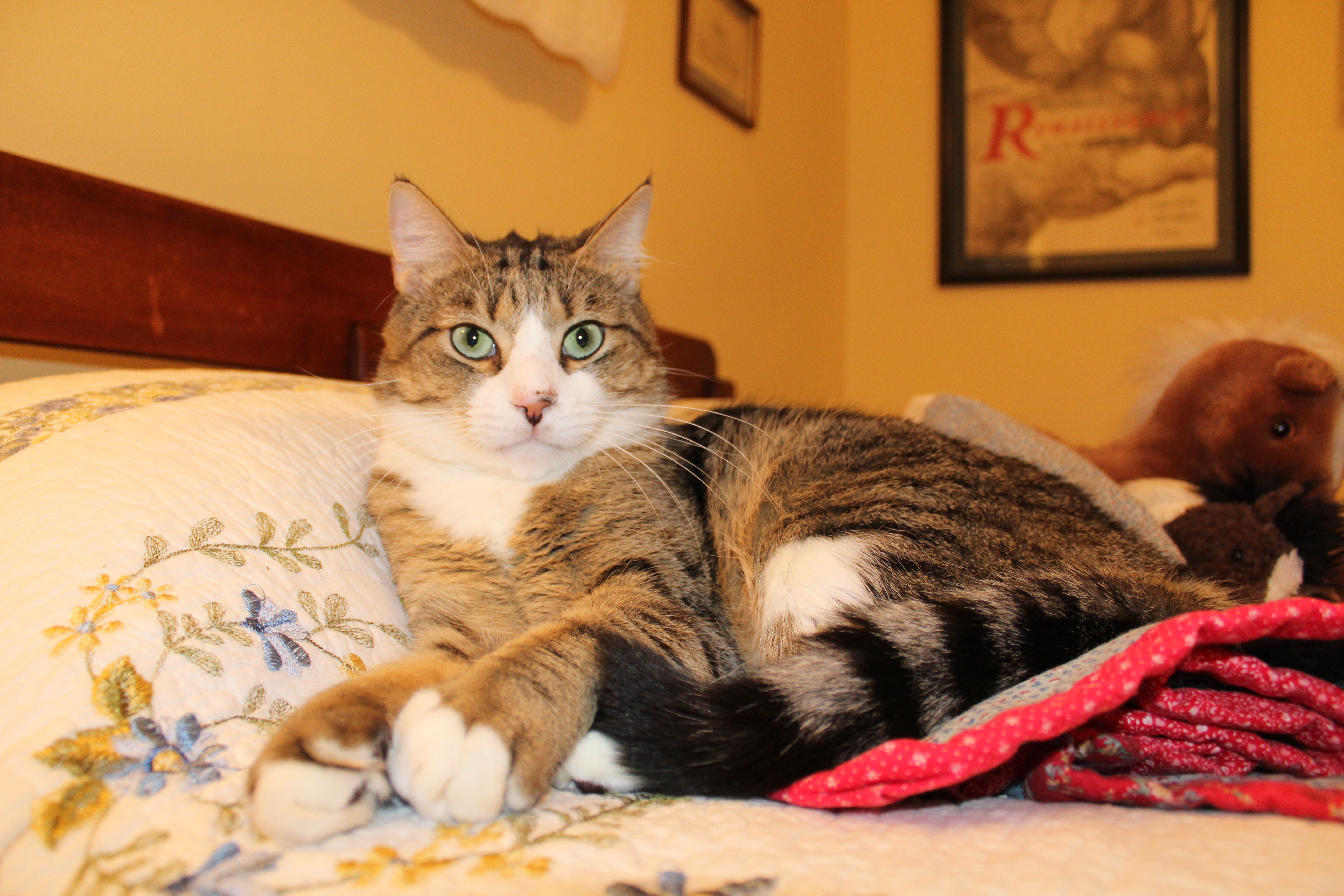 Luckey, a Adoptable Domestic Short Hair in Winston-Salem, NC image 4/12