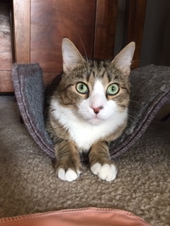 Luckey, a Adoptable Domestic Short Hair in Winston-Salem, NC image 5/12