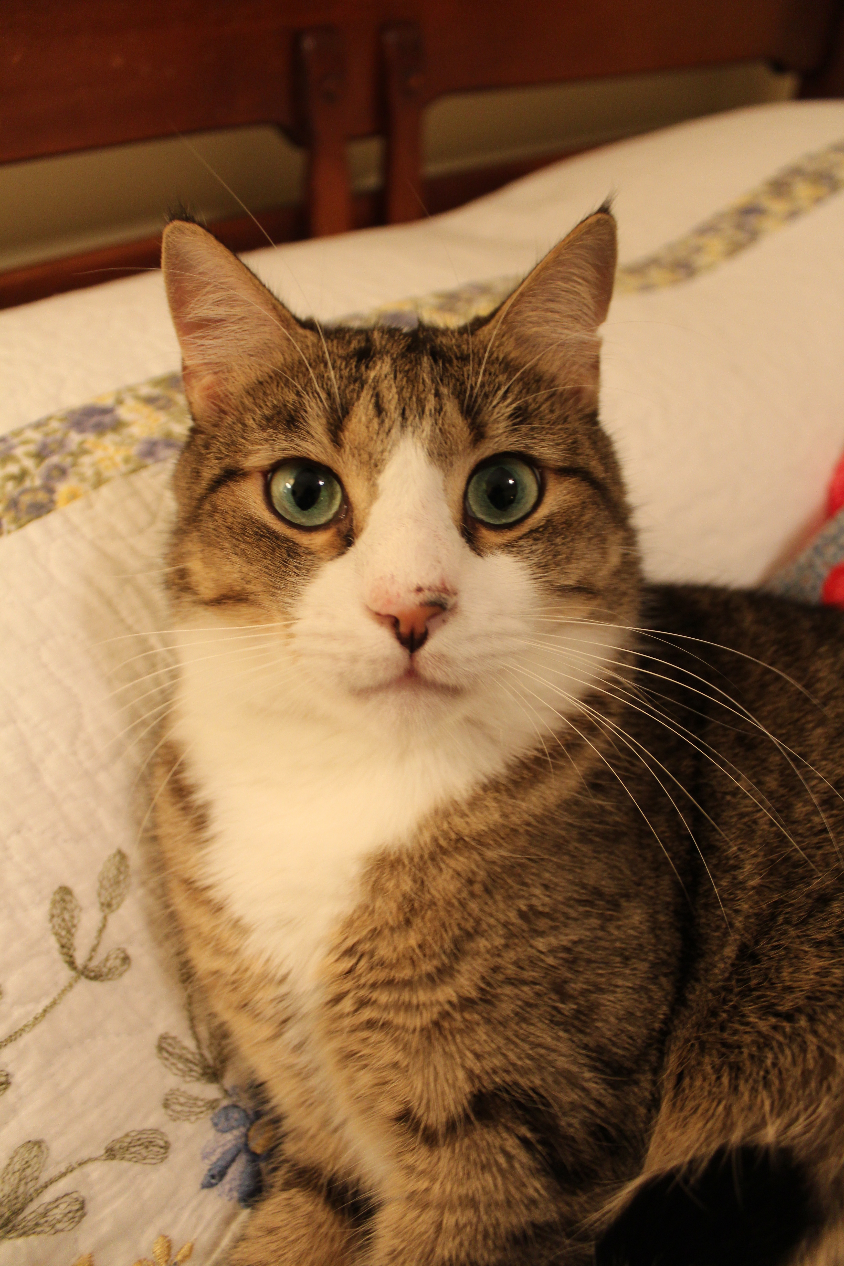 Luckey, a Adoptable Domestic Short Hair in Winston-Salem, NC image 6/12