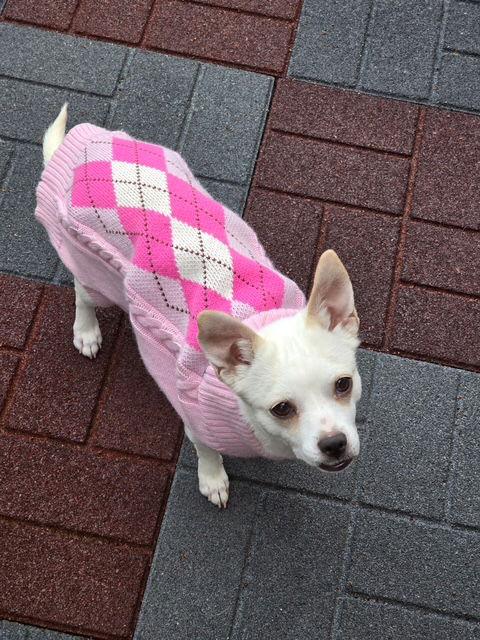 Enlarge Fiona, a Adoptable Chihuahua in Midway, UT image 2/3