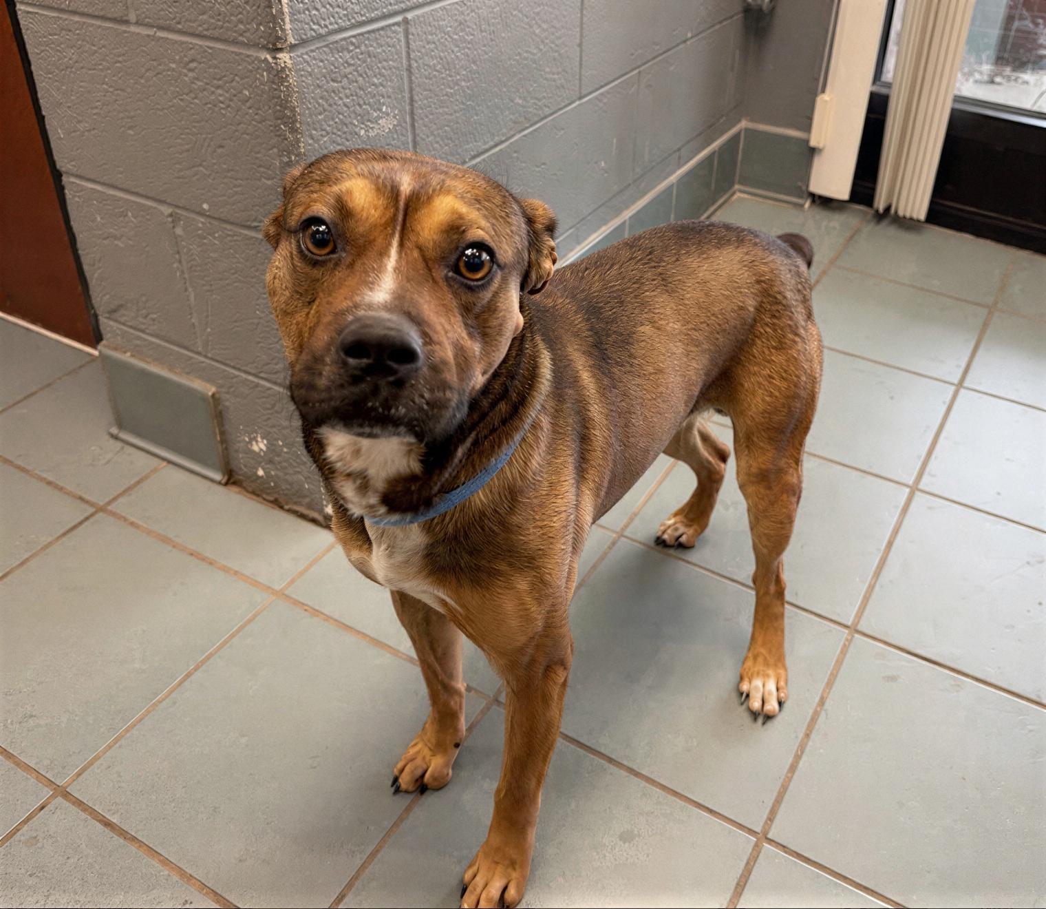 Enlarge Adobe, a ADOPTABLE Mixed Breed in Nashville, TN image 1/1