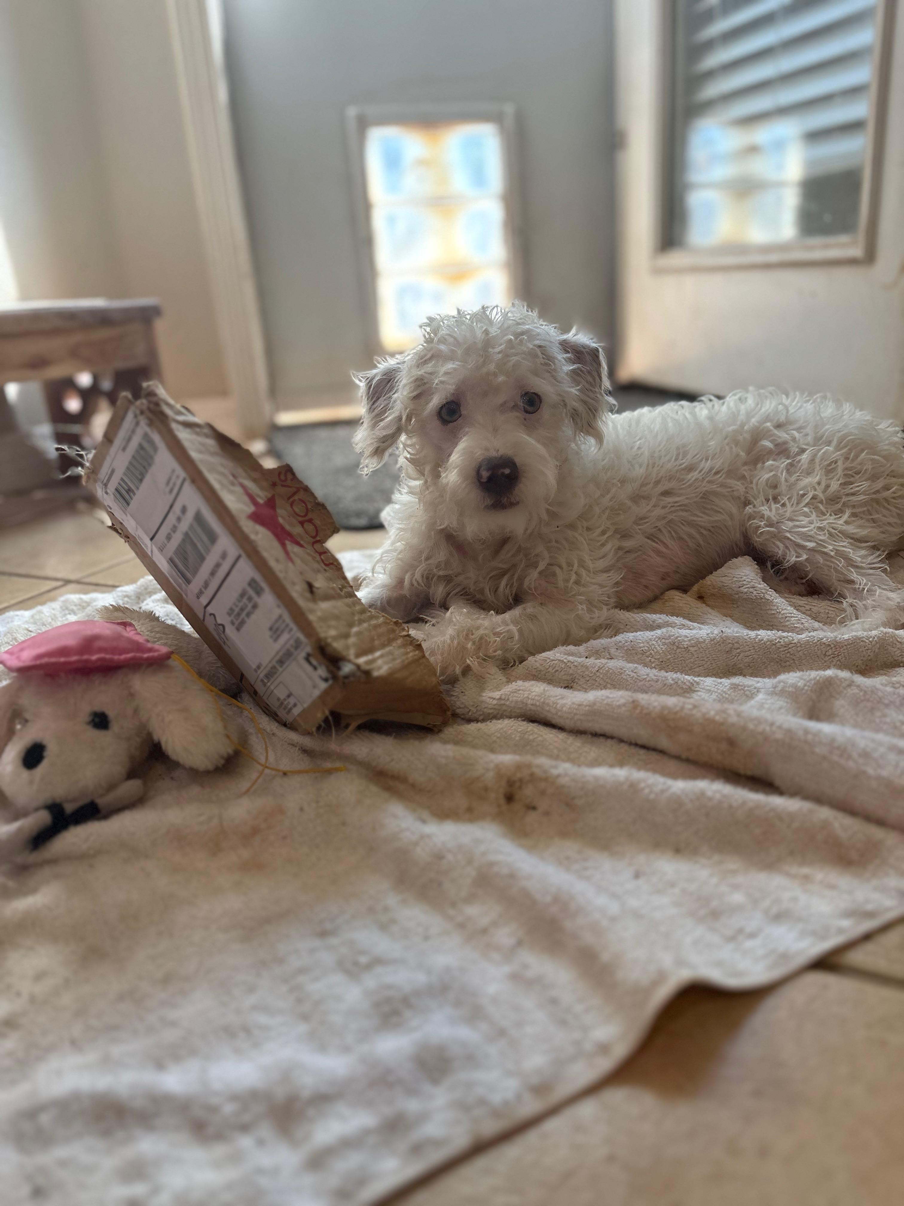 Corbin, an adopted mixed breed in Cross Roads, TX image 2/6