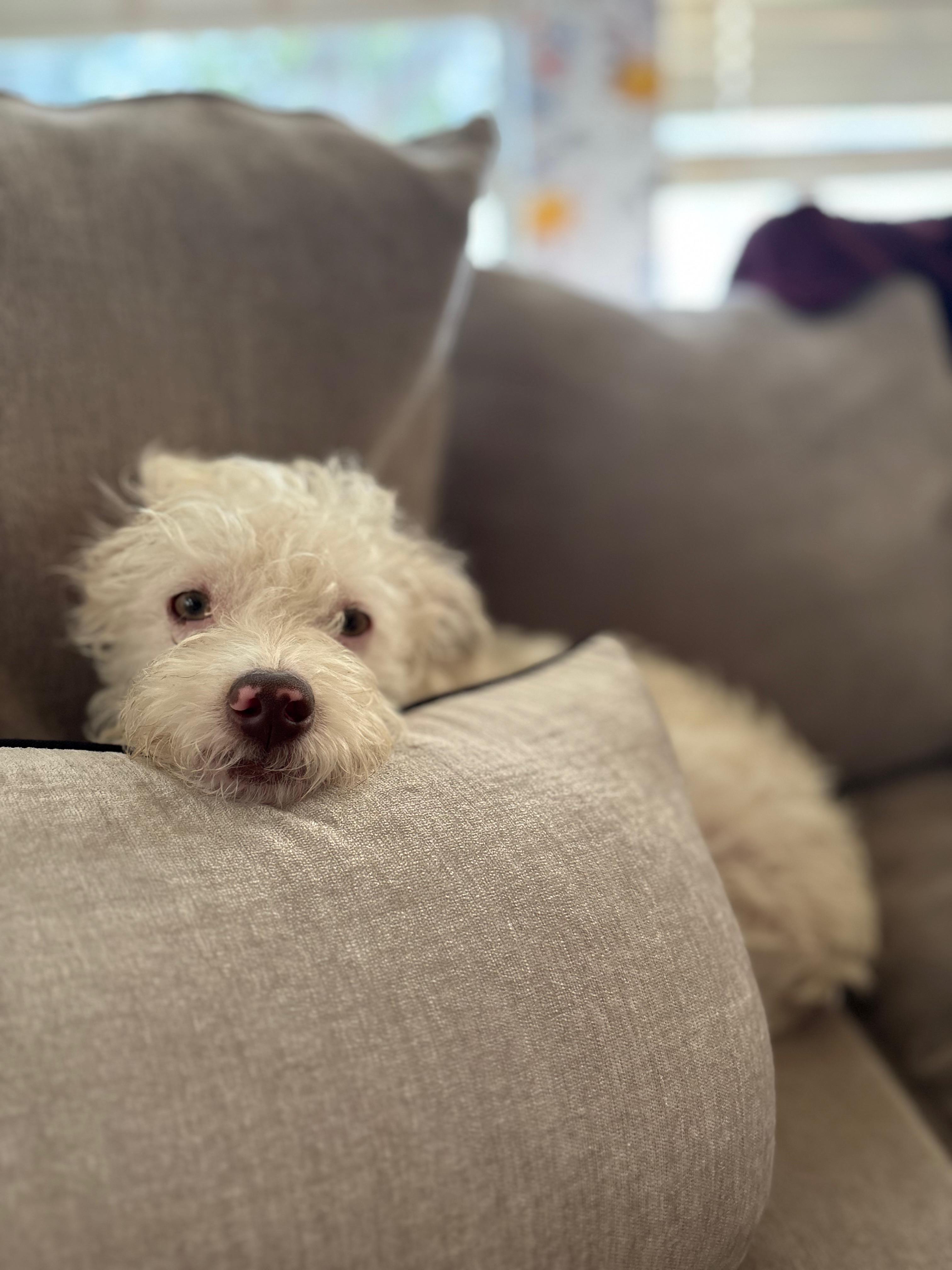 Corbin, an adopted mixed breed in Cross Roads, TX image 3/6