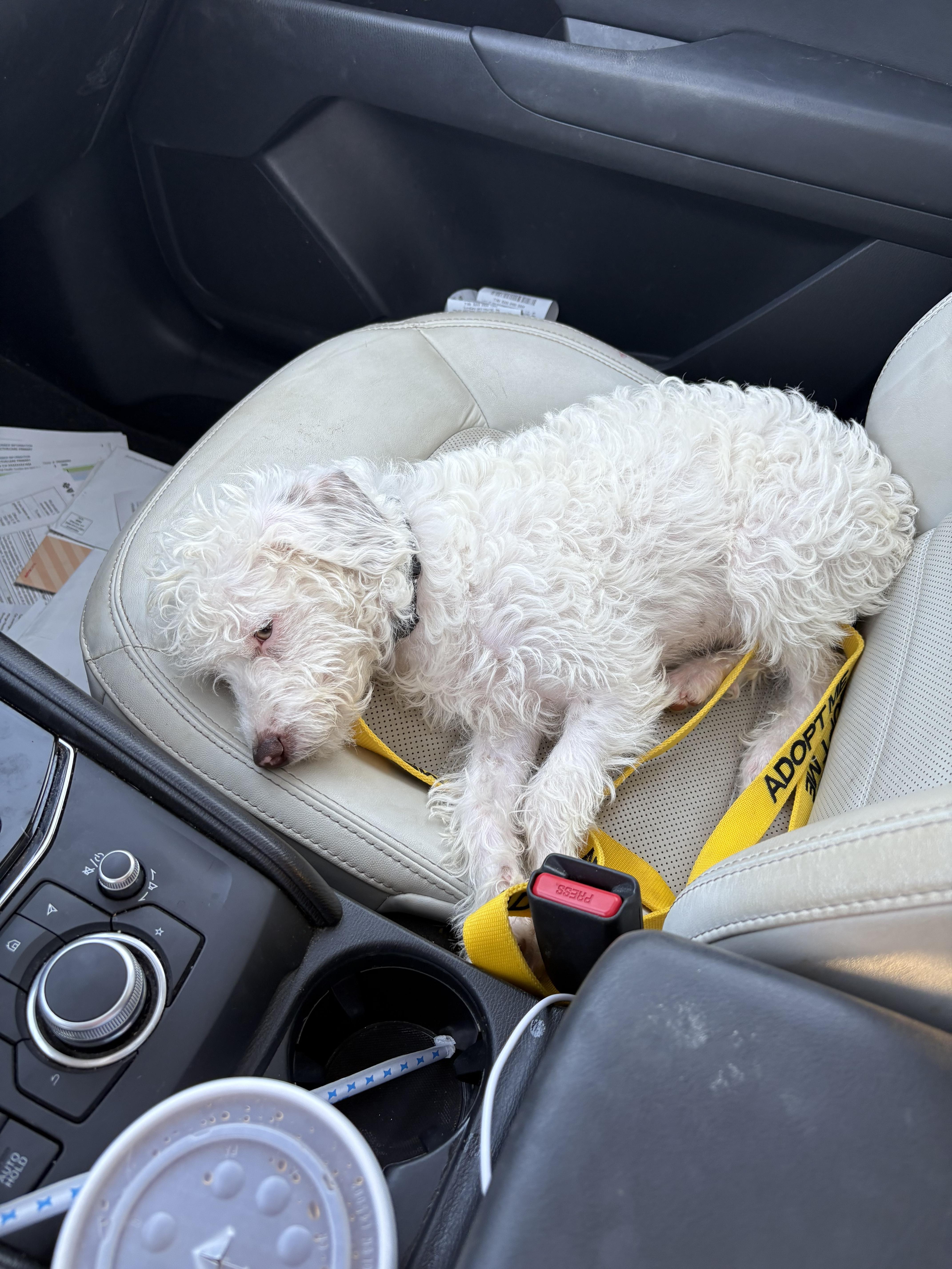 Corbin, an adopted mixed breed in Cross Roads, TX image 4/6
