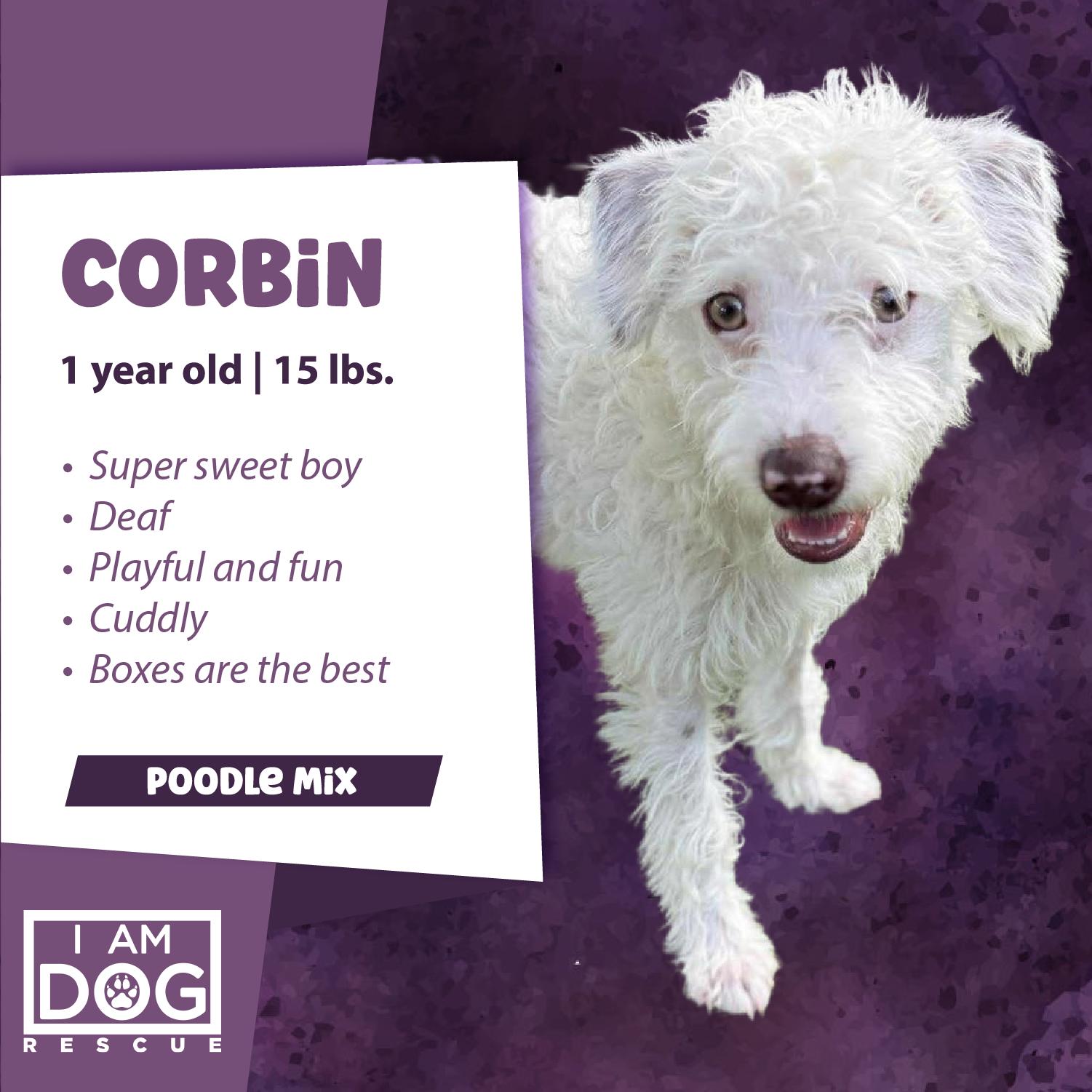 Corbin, an adopted mixed breed in Cross Roads, TX image 5/6