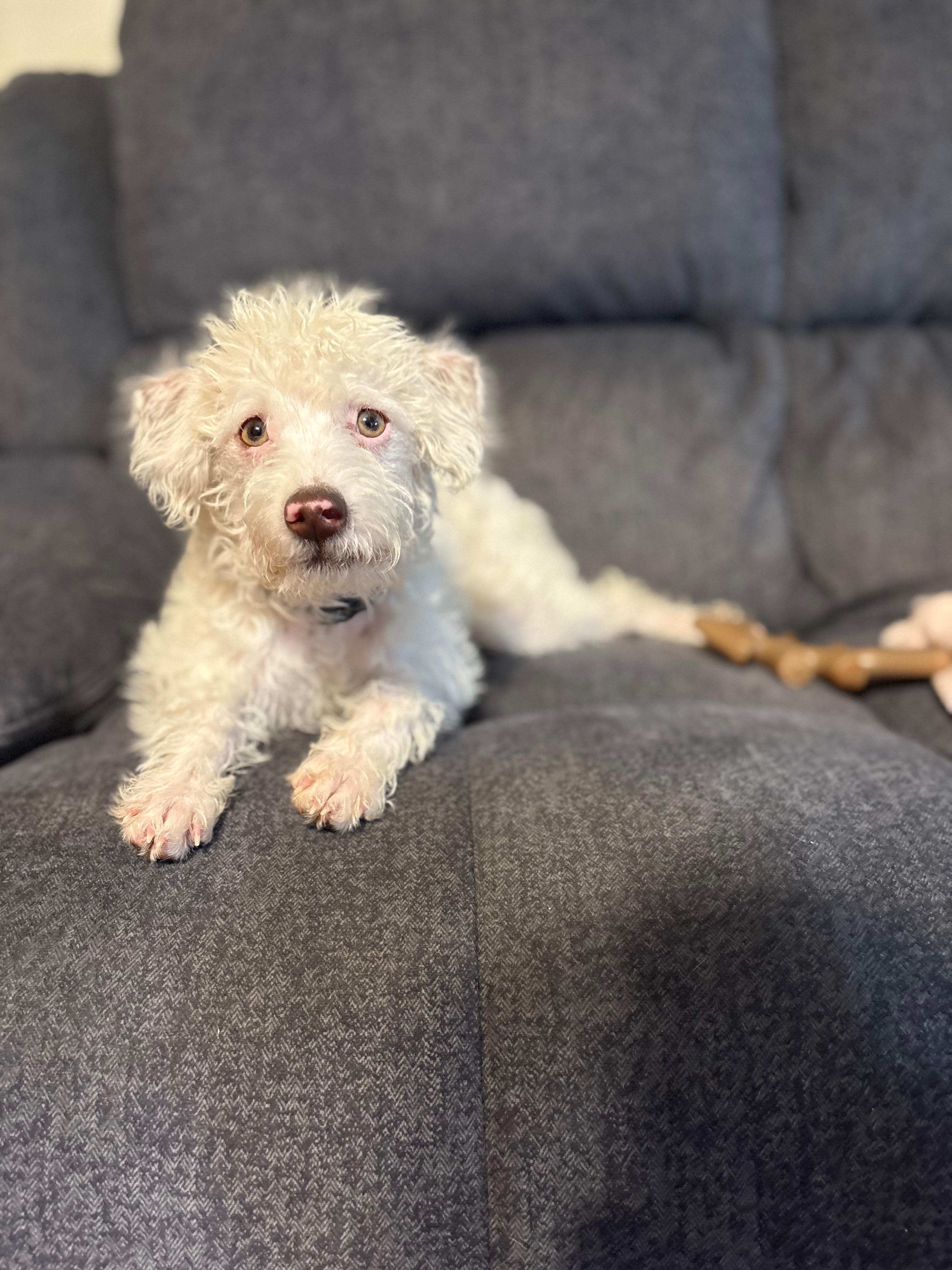 Corbin, an adopted mixed breed in Cross Roads, TX image 6/6