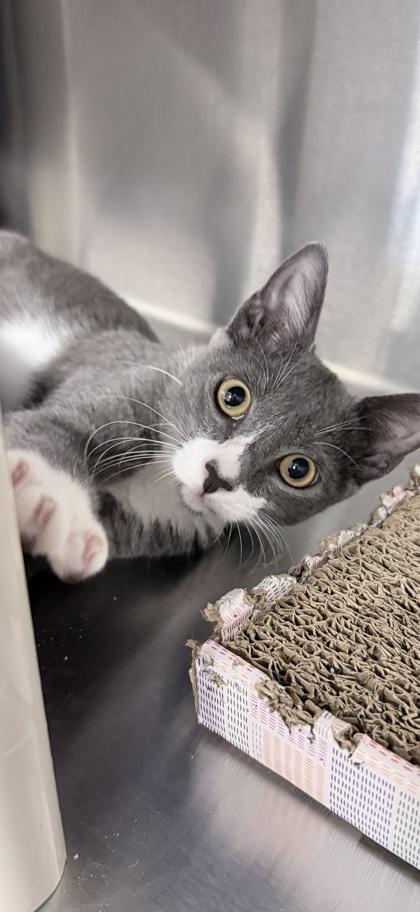 Clark, Adoptable, Kitten Male Domestic Short Hair & Domestic Short Hair.