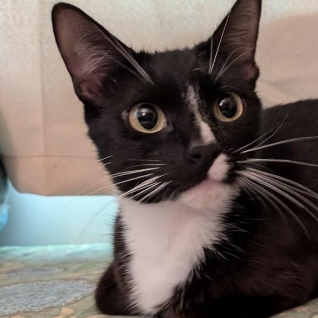 Sky, Adoptable, Young Female Domestic Short Hair.