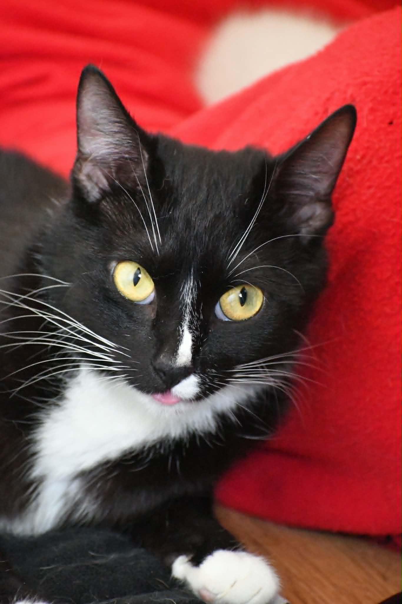 Sky, a Adoptable mixed breed in Richmond, VA image 5/5
