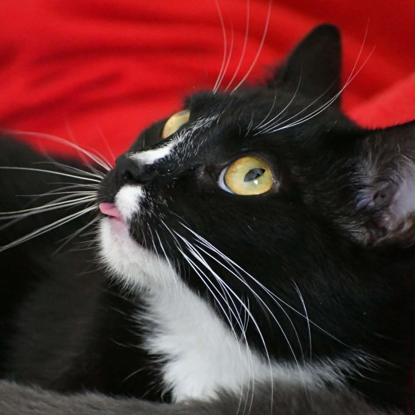 Sky, a Adoptable mixed breed in Richmond, VA image 3/5
