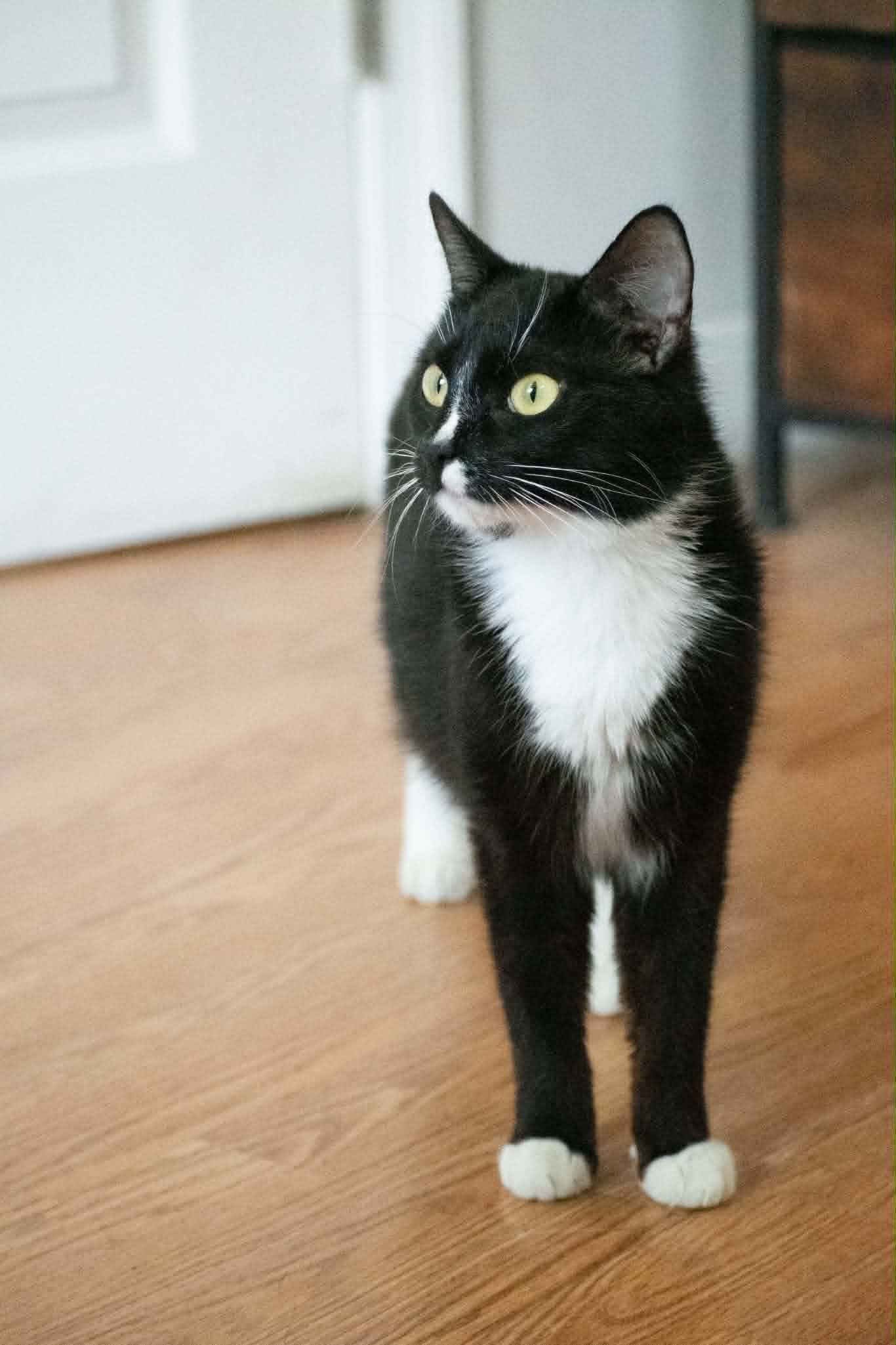 Sky, a Adoptable mixed breed in Richmond, VA image 4/5
