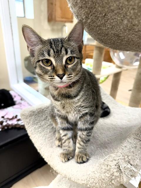 Enlarge Lauren, a ADOPTABLE Domestic Short Hair in Medina, OH image 1/1