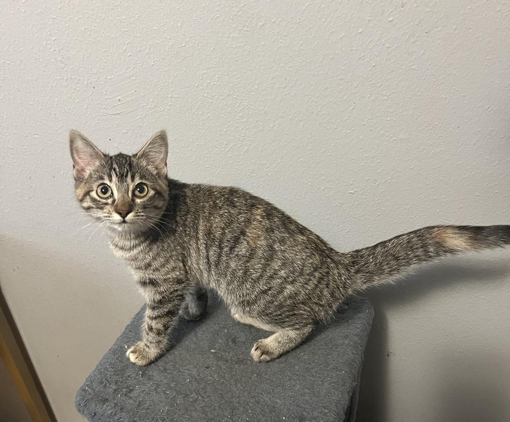 Kylie Jenner, Adoptable, Kitten Female Tabby & Domestic Short Hair.