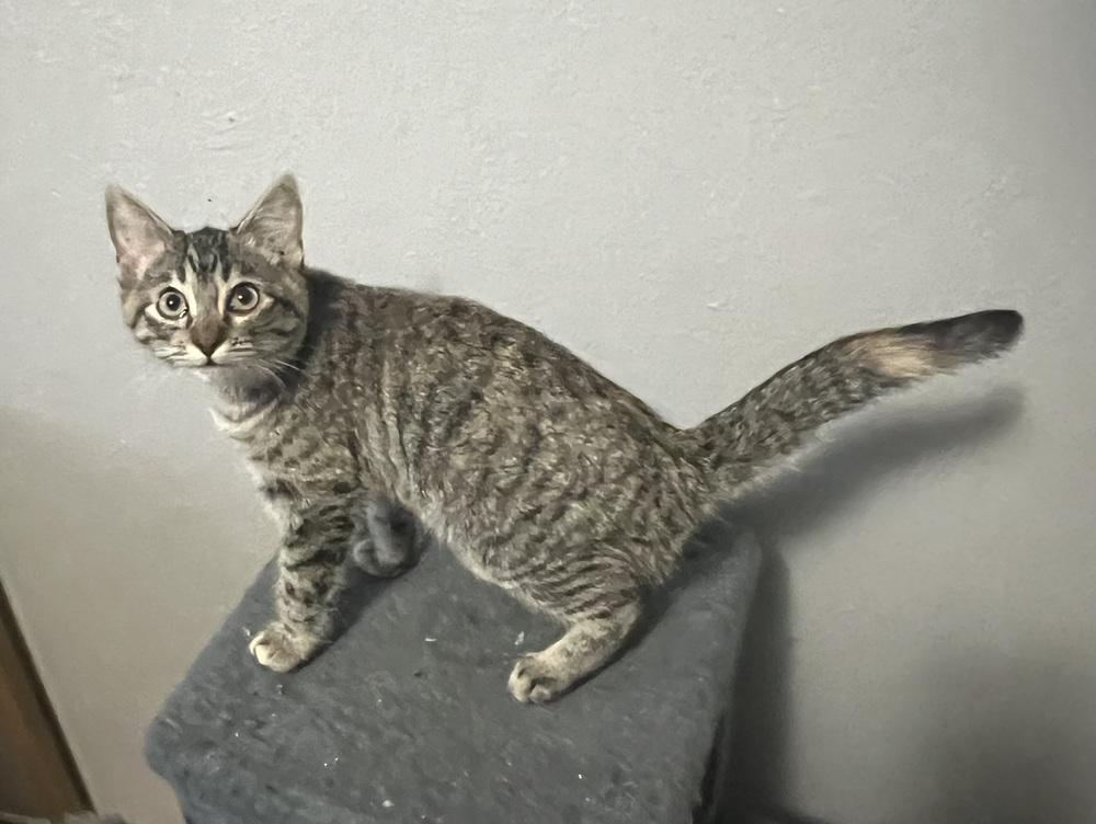 Enlarge Kylie Jenner, a Adoptable mixed breed in Dallas, TX image 2/2