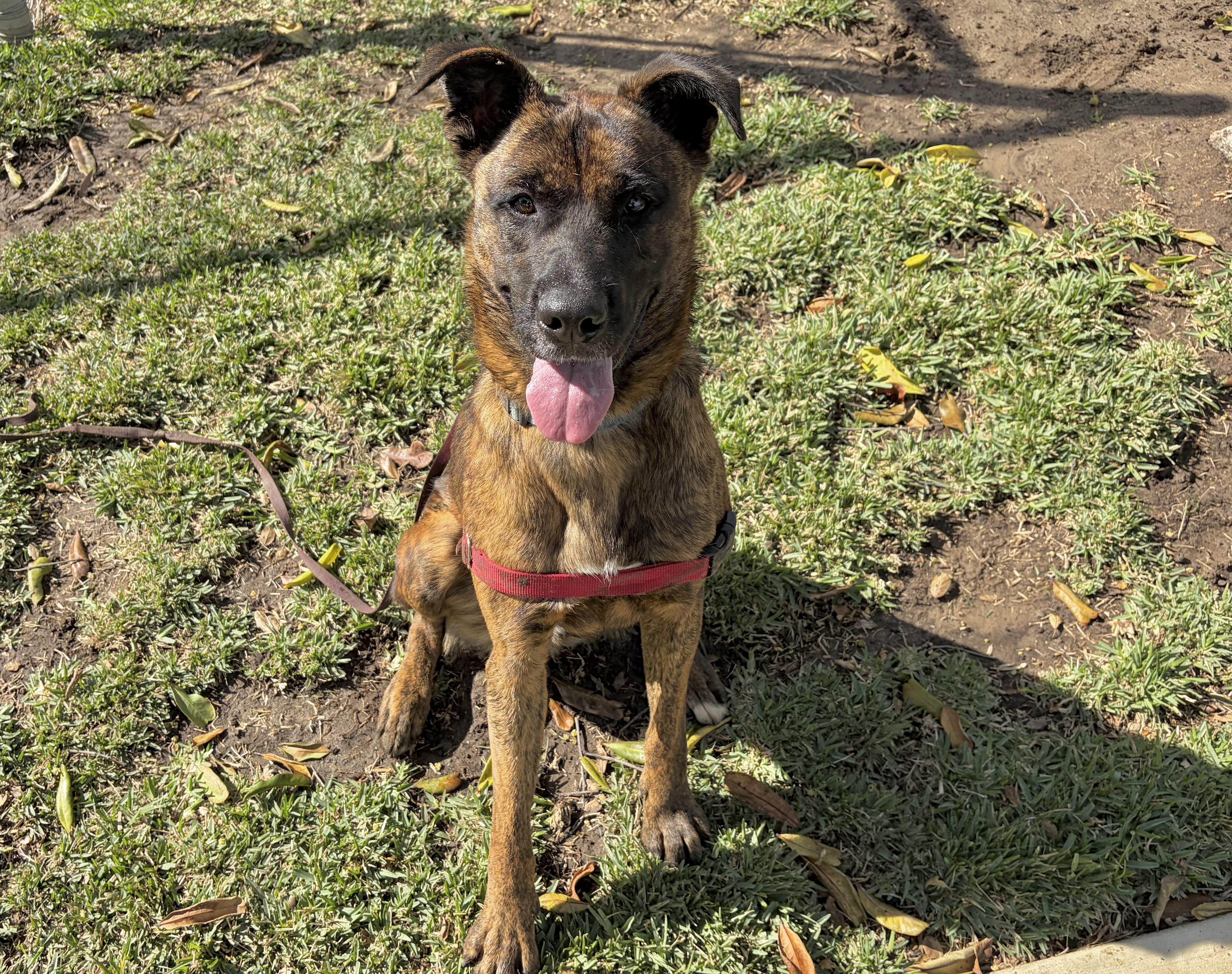 Enlarge TUCKER, a Adoptable German Shepherd Dog in San Clemente, CA image 3/4