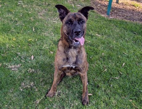 Enlarge TUCKER, a Adoptable German Shepherd Dog in San Clemente, CA image 1/4