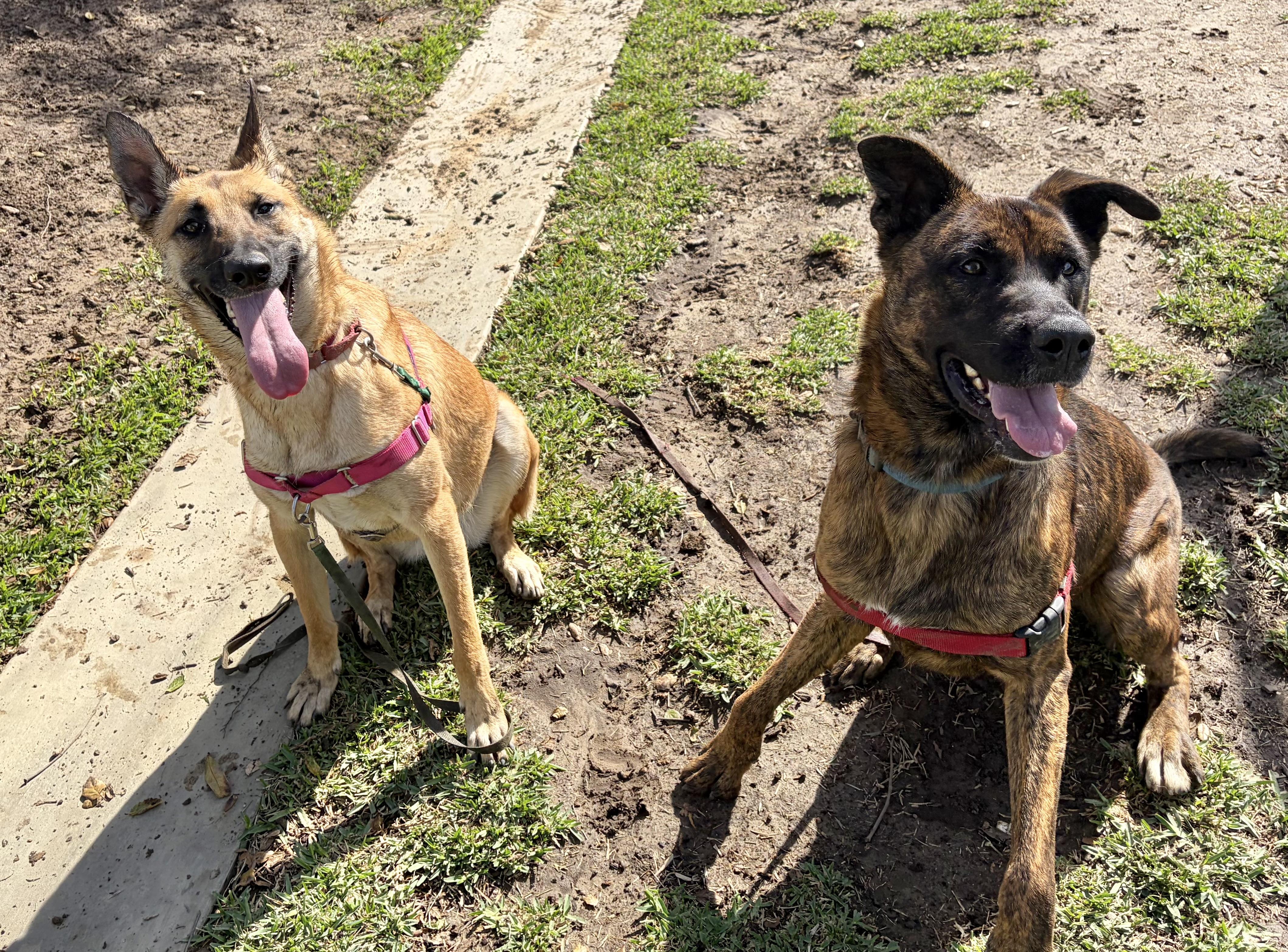 Enlarge TUCKER, a Adoptable German Shepherd Dog in San Clemente, CA image 4/4