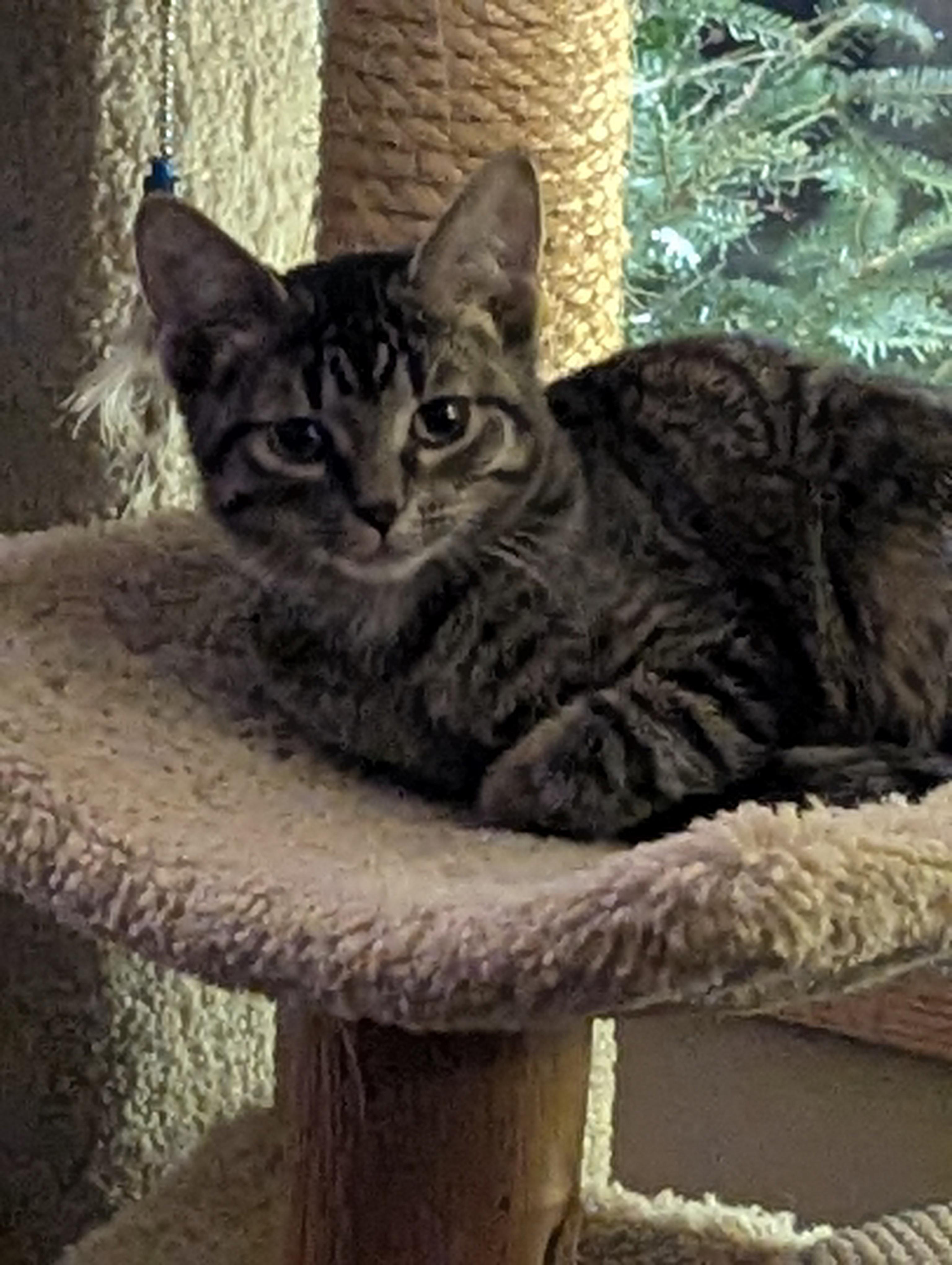 Gibbs, ADOPTABLE, Kitten Male Domestic Short Hair.