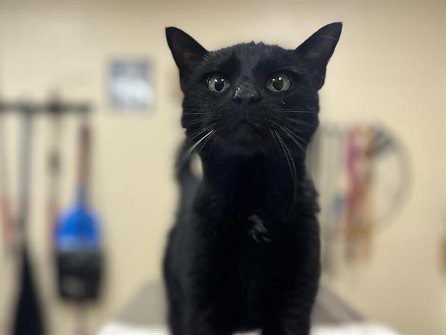 Enlarge LATTE, a Adoptable Domestic Short Hair in Aliquippa, PA image 1/1