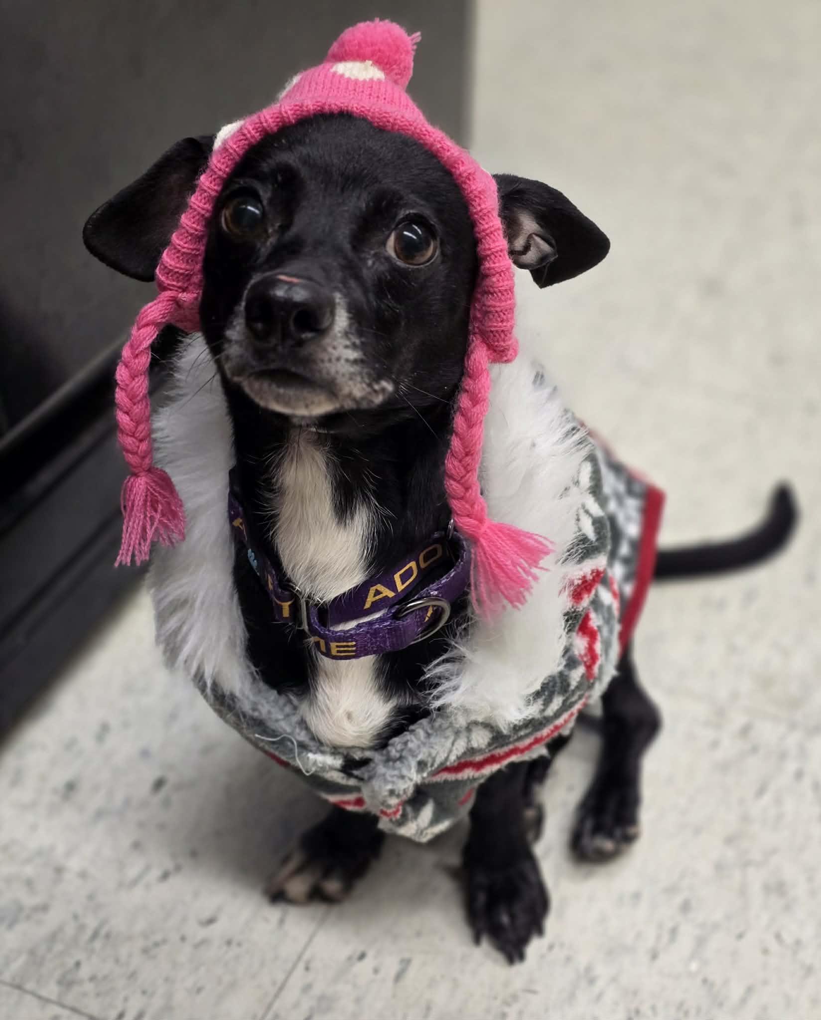Sparrow, adopted, Adult Female Dachshund & Chihuahua.