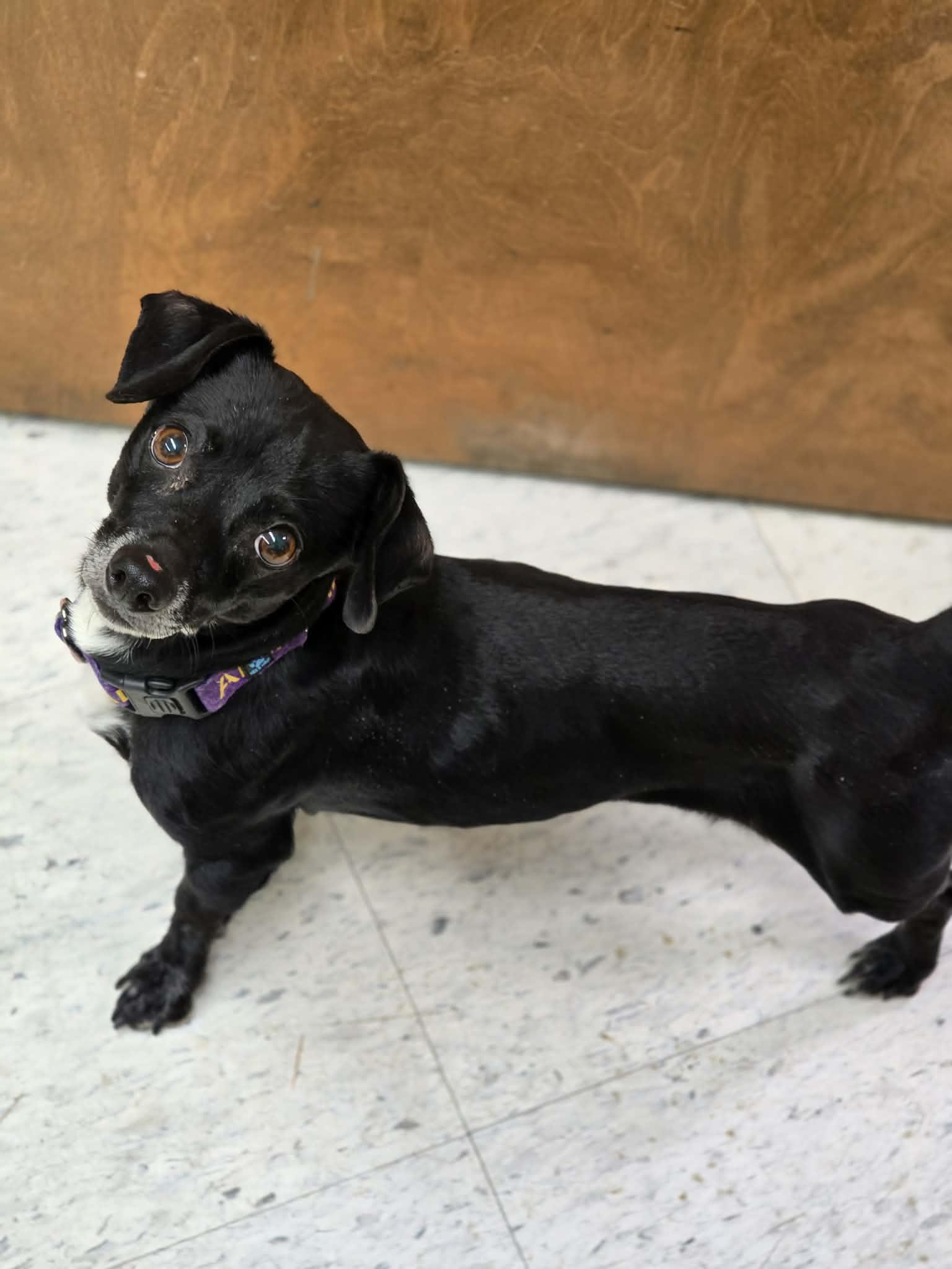 Enlarge Sparrow, an adopted mixed breed in Grants Pass, OR image 3/3