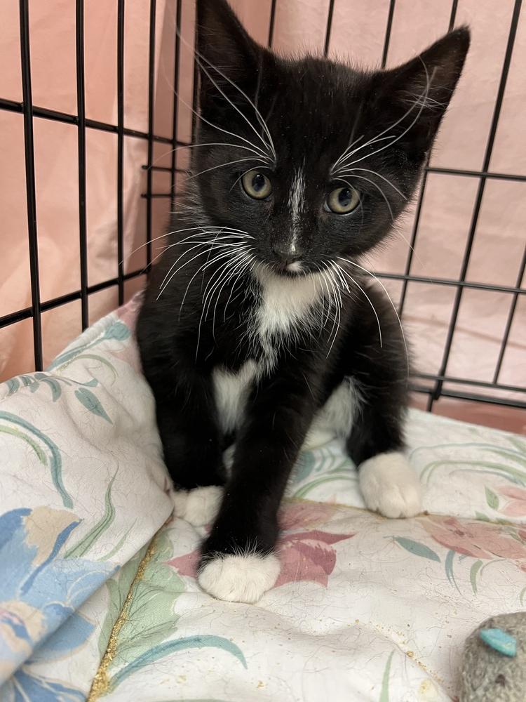 Rigatoni, a Adoptable mixed breed in Oradell, NJ image 3/6