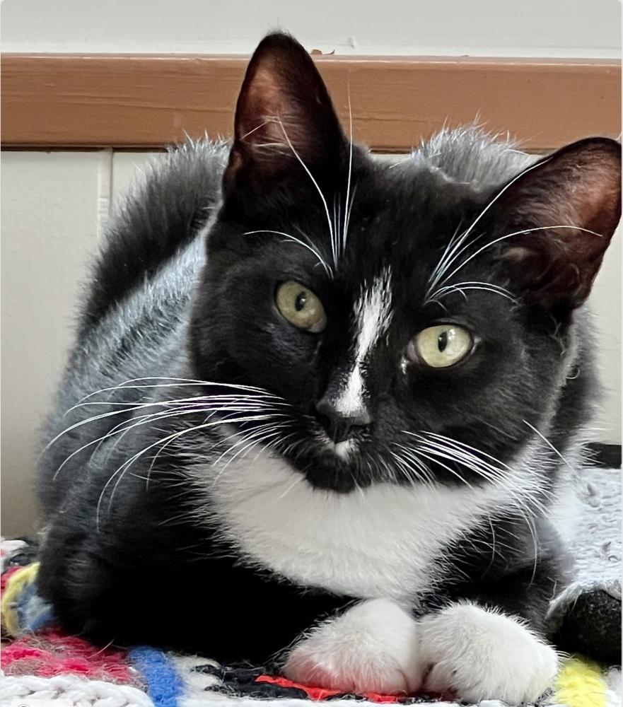 Rigatoni, a Adoptable mixed breed in Oradell, NJ image 2/5