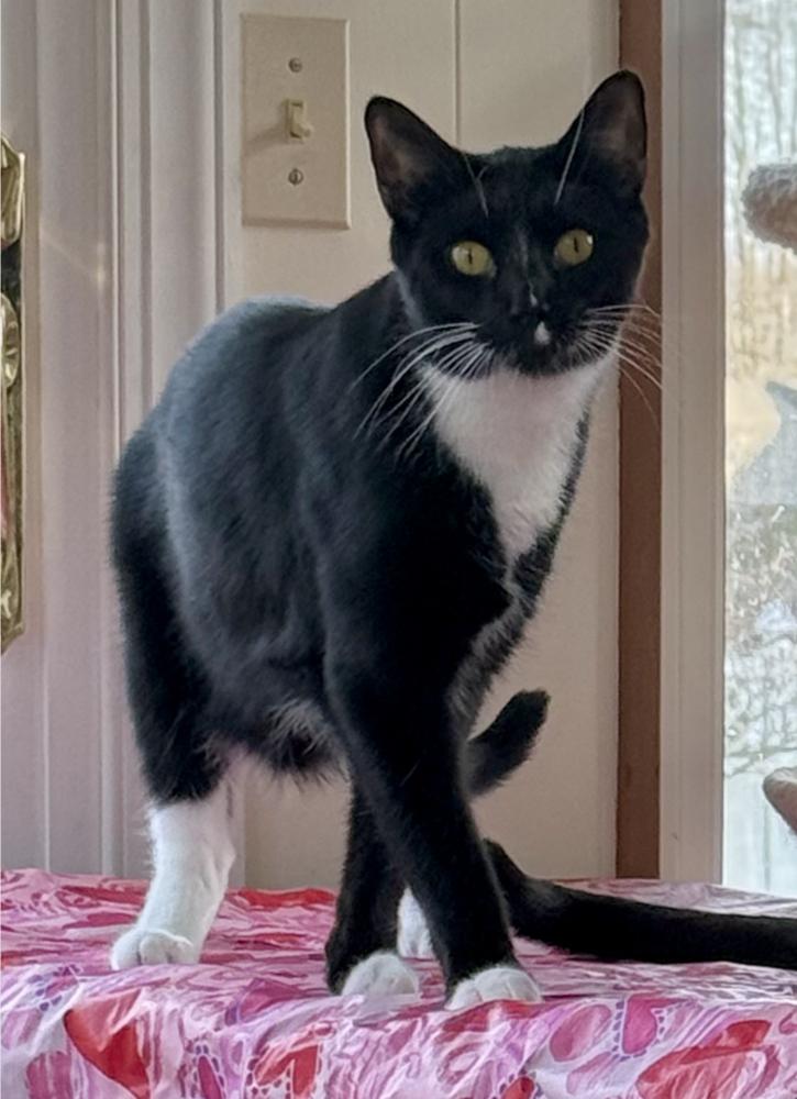 Rigatoni, a Adoptable mixed breed in Oradell, NJ image 5/6